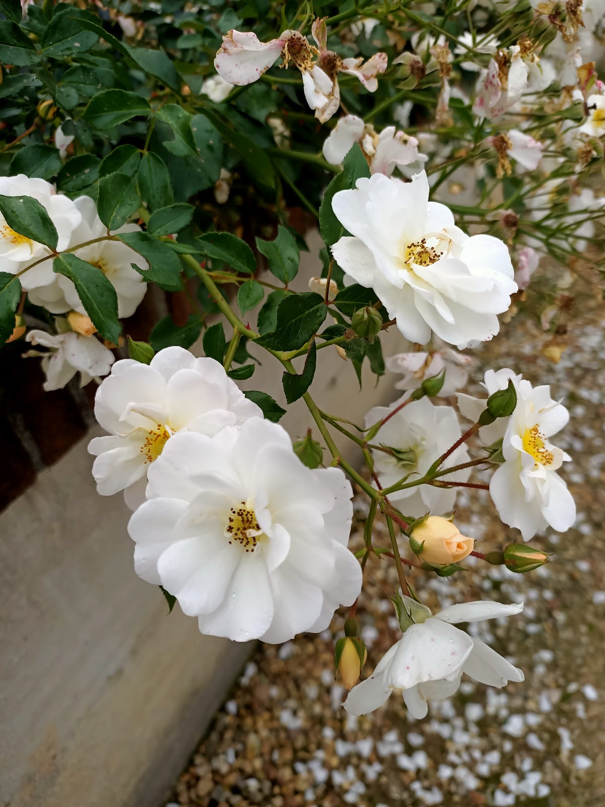 Agriturismo Tetto Cellaro - 8